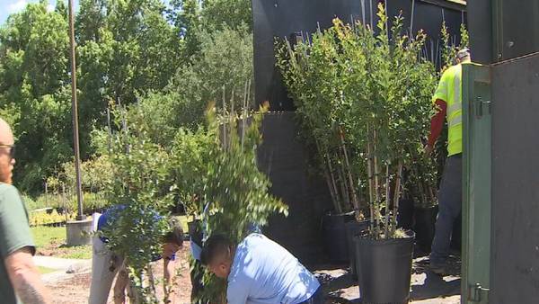 Free tree delivery begins today for registered residents in Winter Springs