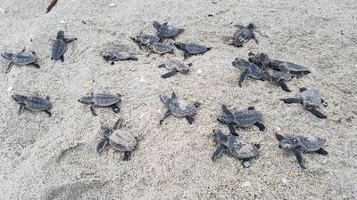 It’s sea turtle nesting season: Here are 9 ways you can help hatchlings survive