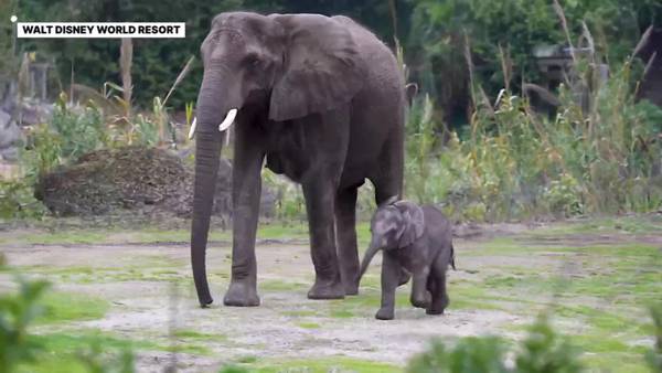 Baby elephant Corra joins the herd at Disney's Animal Kingdom