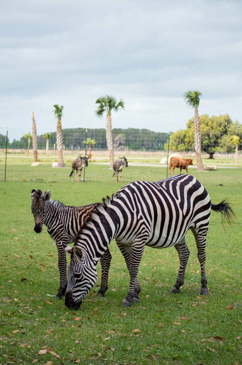 Baby Zebra makes appearance at Wild Florida