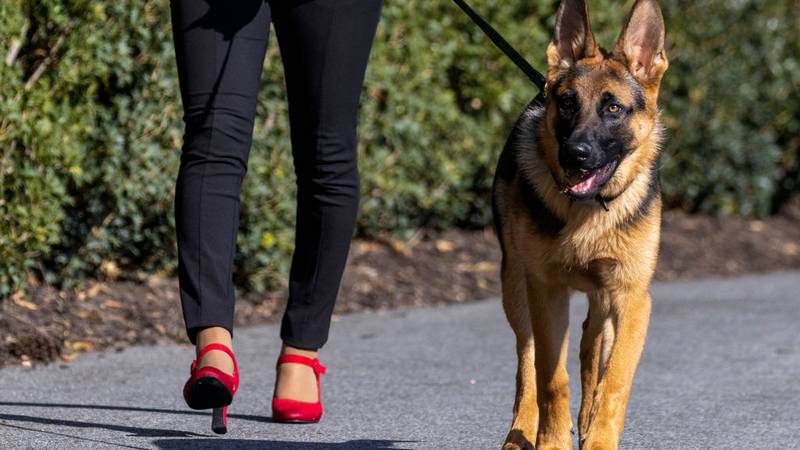 Commander, the Biden's German shepherd.