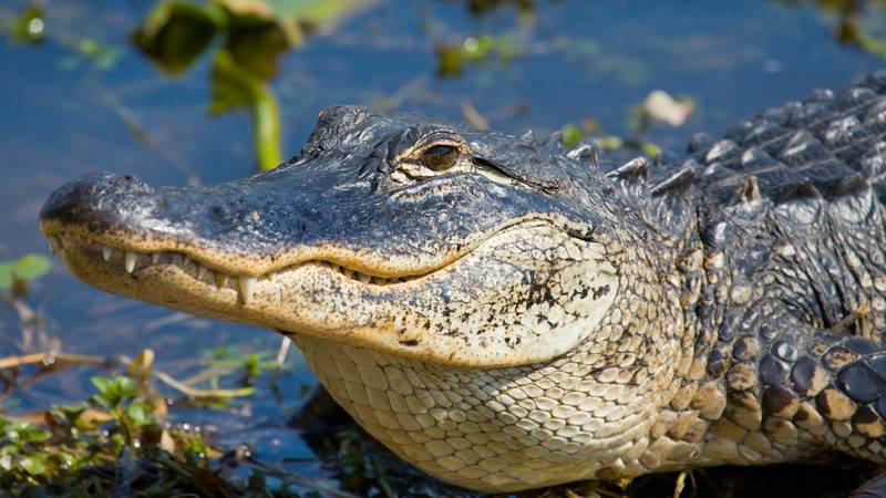 A man is facing charges after an airboat he was driving overturned Friday afternoon.