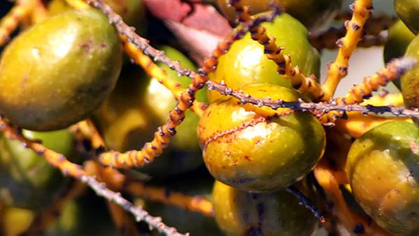 Flagler County officials: It’s illegal to pick palmetto berries on public land