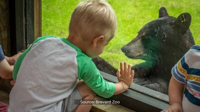 Photos: Brevard Zoo asks for donations to help care for Florida black bears