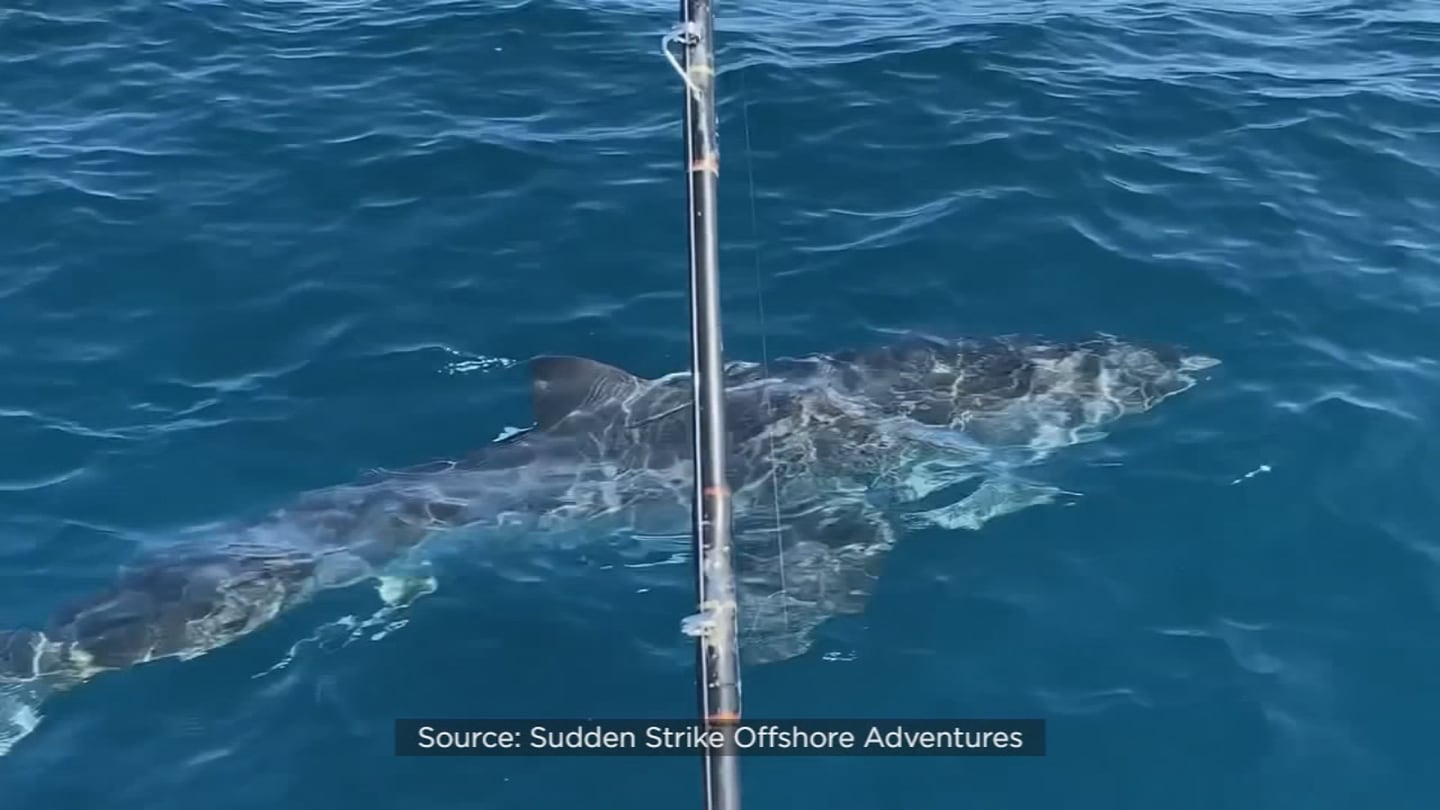 Video: WATCH: Great white shark caught off coast of Ponce Inlet WFTV