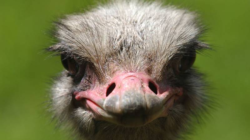 Topeka Zoo and Conservation in Kansas announced Friday that an ostrich died.
