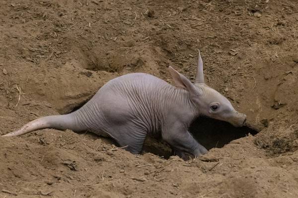 San Diego Zoo greets first aardvark cub in more than 35 years