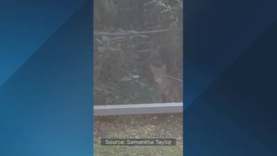 Longwood residents concerned after coyotes attack neighborhood dogs