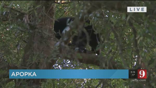 Young bear hides in tree for days after being scared by tigers at Apopka animal sanctuary