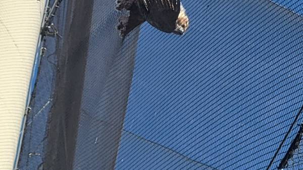 SEE: Firefighters rescue hawk stuck in Topgolf netting