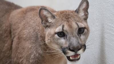 Cougar kept as illegal pet removed from NYC apartment