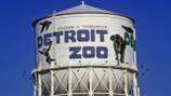 Detroit Zoo announces death of beloved Amur tiger