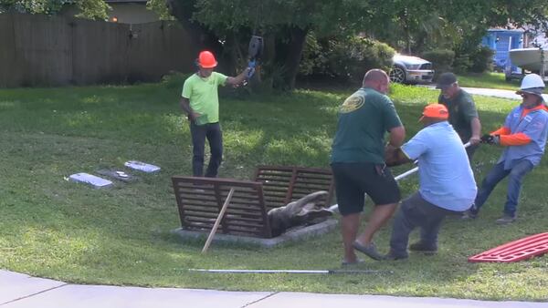 WATCH: Massive alligator pulled from storm drain inside Florida neighborhood