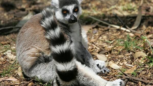 Texas woman arrested after social media leads investigators to find illegal lemurs