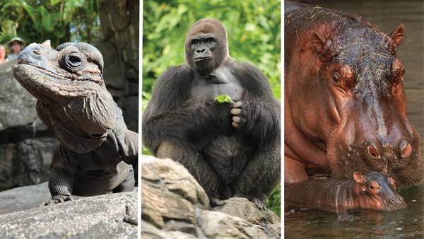 Photos: Disney’s Animal Kingdom spotlights opening-day heritage animals