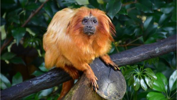 Tamarins: What you need to know