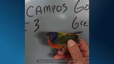Florida man convicted of trafficking migratory birds