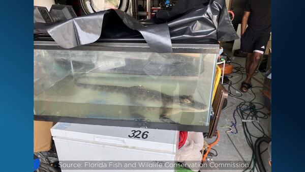 FWC: Orlando man charged with illegal possession of a live alligator