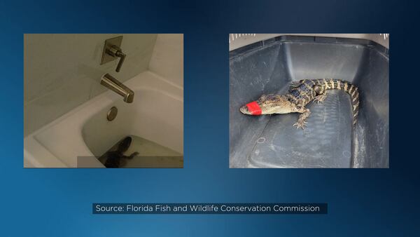 FWC: Florida woman cited for keeping “borrowed” baby alligator in resort bathtub
