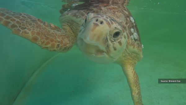 Brevard Zoo to release rescued sea turtle ‘Curry’ on Wednesday