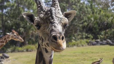 Photos: Brevard Zoo announces passing of longtime resident giraffe Rafiki