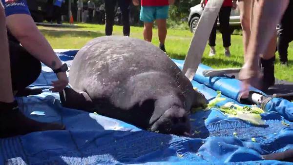 First lady DeSantis, daughter assist in rescued manatee release