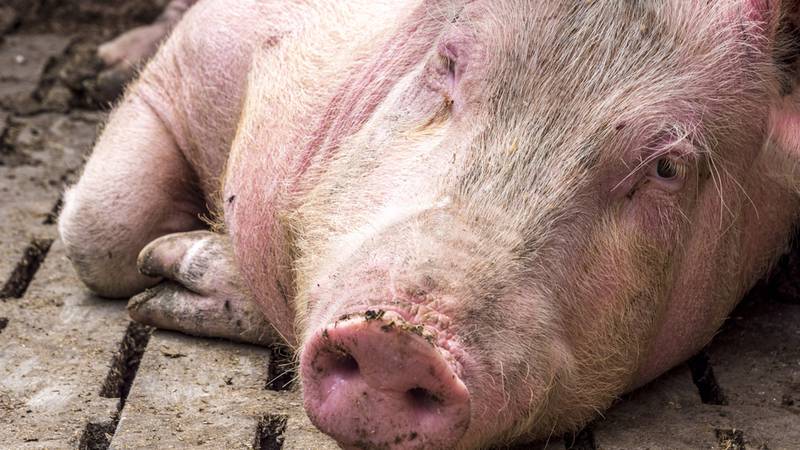 Pork Chop weighs more than 400 pounds.