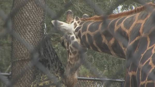 How Central Florida Zoo is keeping animals safe amid frigid weather