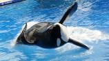On this day: Beloved SeaWorld whale Tilikum died after lung infection five years ago
