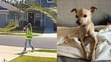 Police: Woman wearing ‘inspector vest’ takes dog from Daytona Beach neighborhood