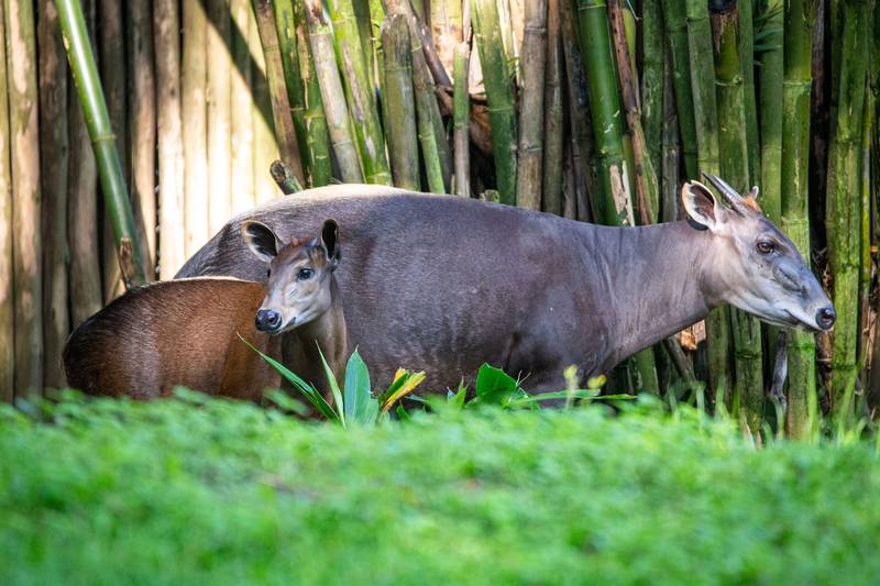 Walt Disney World Resort has welcomed the birth of more than 300 animal residents in 2023. Penny, a yellow-backed duiker baby, recently made her on-stage debut at Disney's Animal Kingdom Theme Park. With mom Pearl by her side, Penny may be seen by guests who look closely as they visit Gorilla Falls Exploration Trail presented by Off! Repellants. (Aaron Wockenfuss, Photographer)