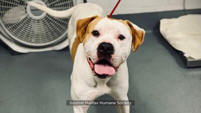 See: Meet the pets available for adoption at Halifax Humane Society