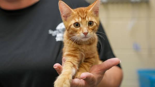 Saturday: Adopt a kitten for $5 in Seminole County