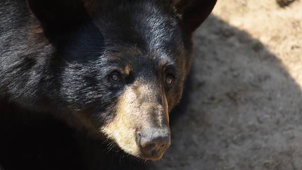 Video: FWC searching for black bear that injured man in Daytona Beach