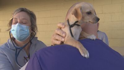 Photos: Charity offers free vet care for homeless peoples’ pets in Orlando