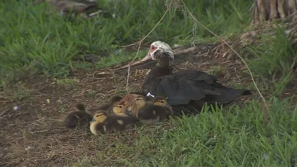 VIDEO: Neighbors worry bird flu to blame for dozens of ducks found dead in Sanford-area lakes