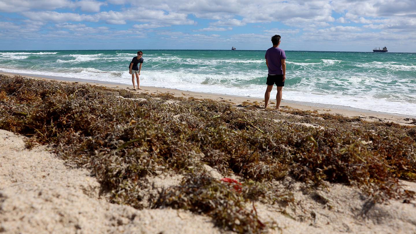 Photos show seaweed 'blob' washing ashore in Florida