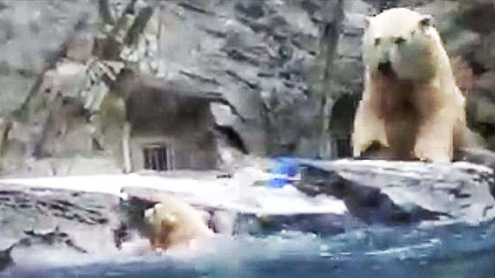 Mama Bear Does This After Man Saves Drowning Cubs WATCH: Mama polar bear rescues cub from drowning at zoo – WFTV