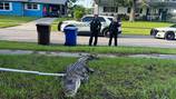 Deputies find gator roaming around neighborhood in Polk County