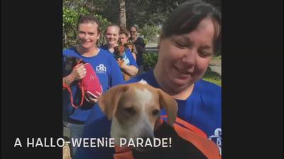 “Hallo-Weenie” parade promotes dozens of dogs surrendered from local home now available for adoption