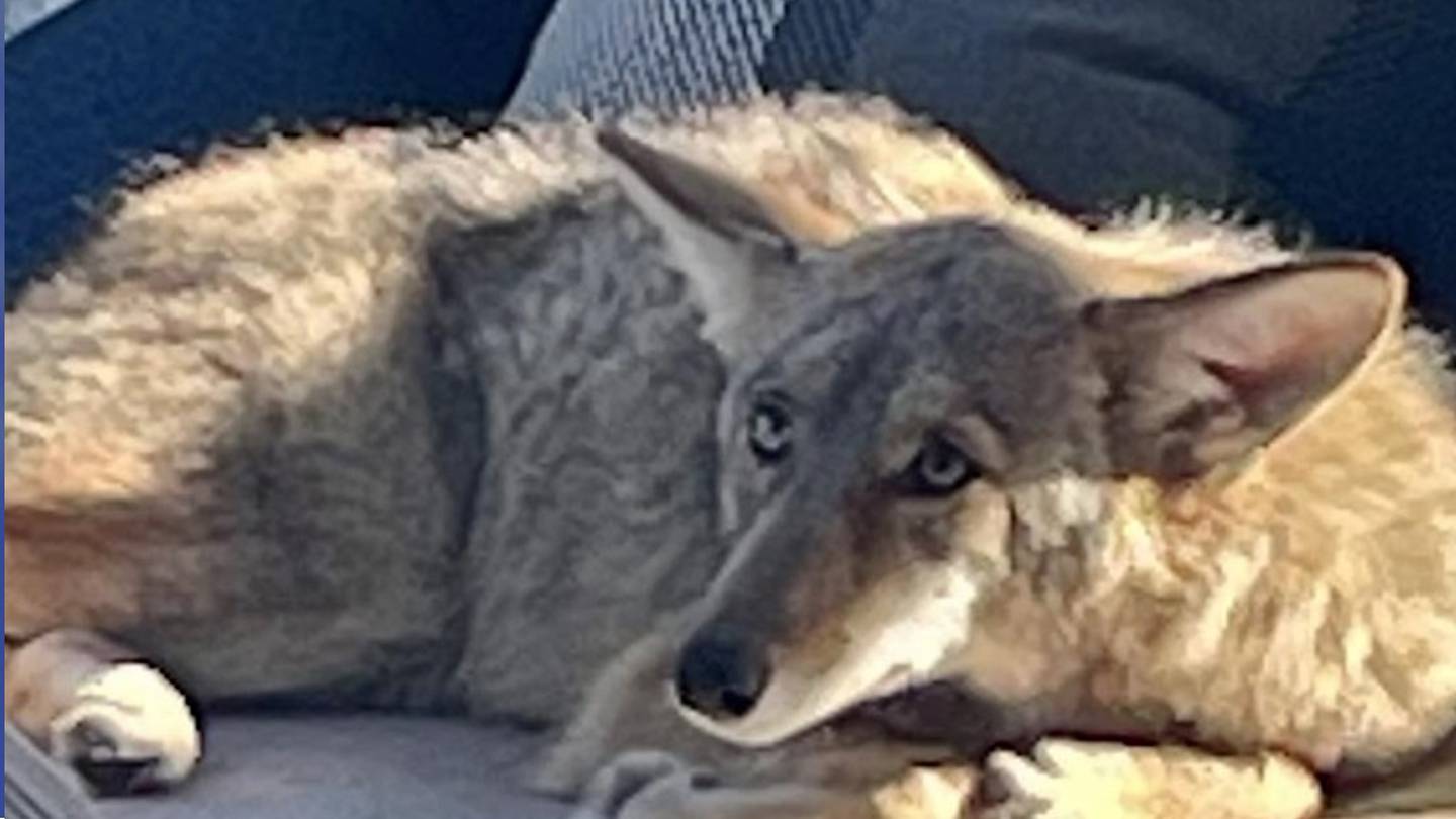 Coyote sleeps on porch of San Francisco home – WFTV