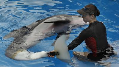 Winter the Dolphin, star of ‘Dolphin Tale,’ dies at Clearwater Aquarium