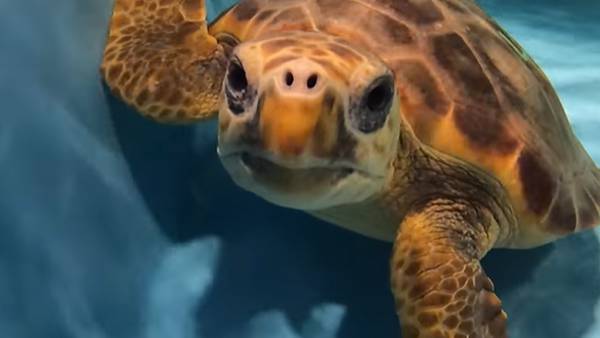 Central Florida Spotlight: Sea turtles