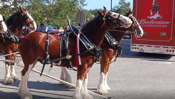 Budweiser Clydesdales return to Orlando’s ICON Park