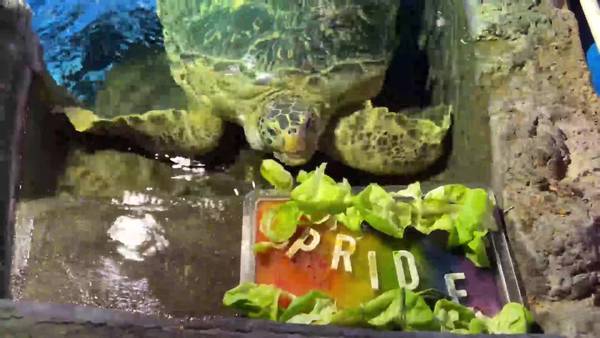 VIDEO: Sea Life Orlando Aquarium celebrates pride with a message of inclusiveness
