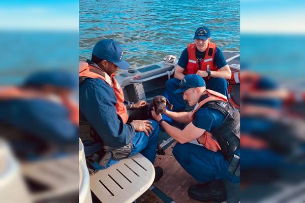Video shows US Coast Guard rescue dog from water off North Carolina