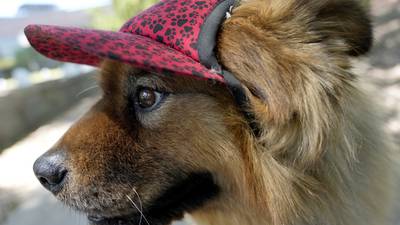 Booties. Indoor dog parks. And following the vet's orders. How to keep pets cool this summer