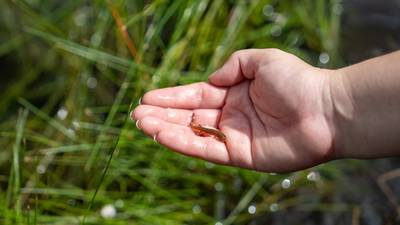 Photos: Central Florida Zoo & Botanical Gardens release over 600 striped newts in Florida 