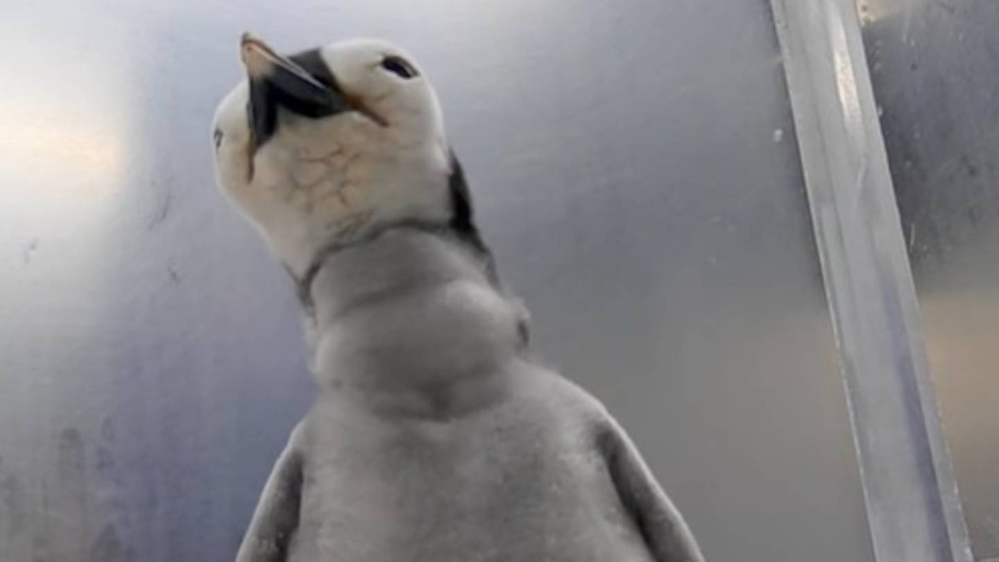SeaWorld San Diego welcomes first emperor penguin chick in 13