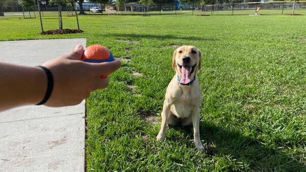 Photos: New Wedgefield Dog Park now open in Orange County